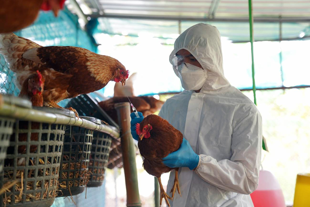 Confirman presencia de influenza aviar H5N1 en aves encontradas muertas en San Clemente