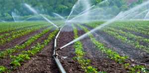 Maule destina $4.980 millones al agro para fortalecer riego, apicultura y turismo rural