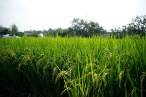 “Arroz del futuro” se prueba en el Maule: nueva variedad reduce a la mitad el metano y ahorra hasta 50% de agua