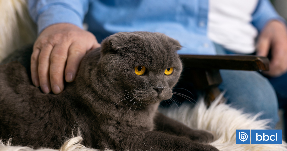 Especialistas advierten por infección bacteriana asociada a gatos domésticos