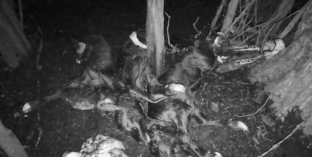 “Solo en las películas se toman huellas”: agricultor denuncia abigeato y faenamiento clandestino de 20 vacunos en la Región del Maule